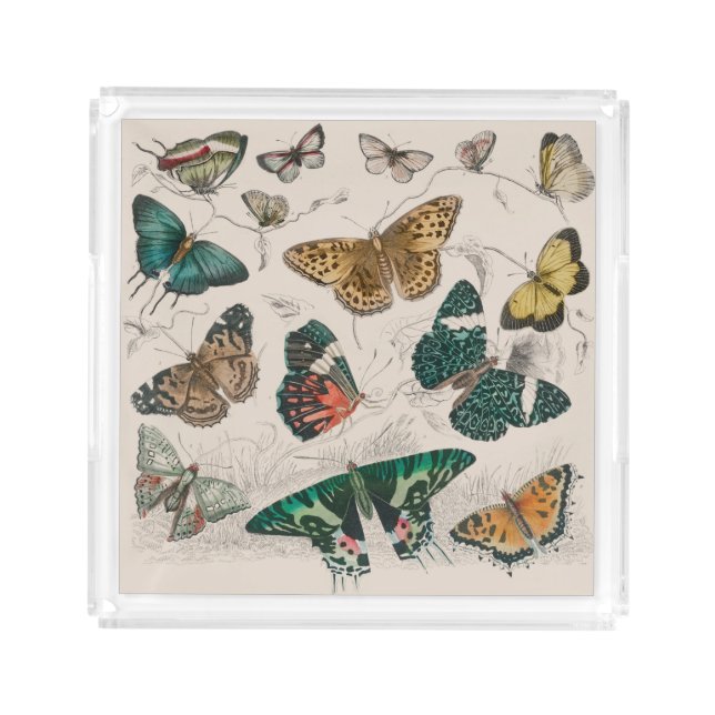 Butterfly Collection Antique Butterflies Acrylic Tray (Front)