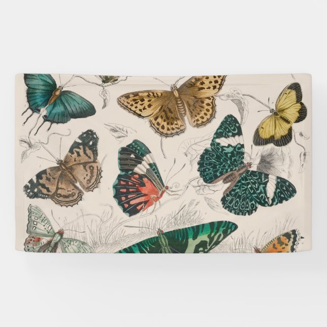 Butterfly Collection Antique Butterflies Banner (Horizontal)
