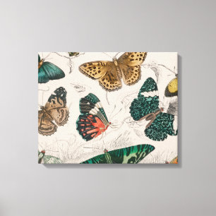 Butterfly Collection Antique Butterflies Canvas Print