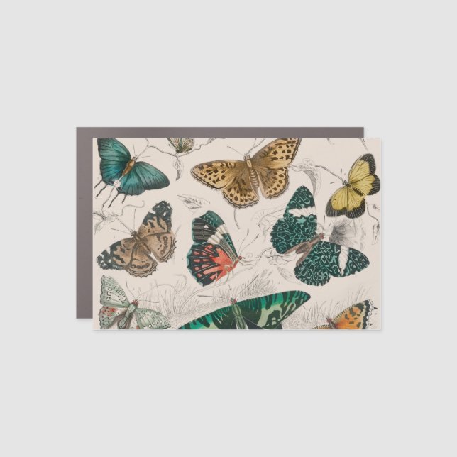 Butterfly Collection Antique Butterflies Car Magnet (Front)