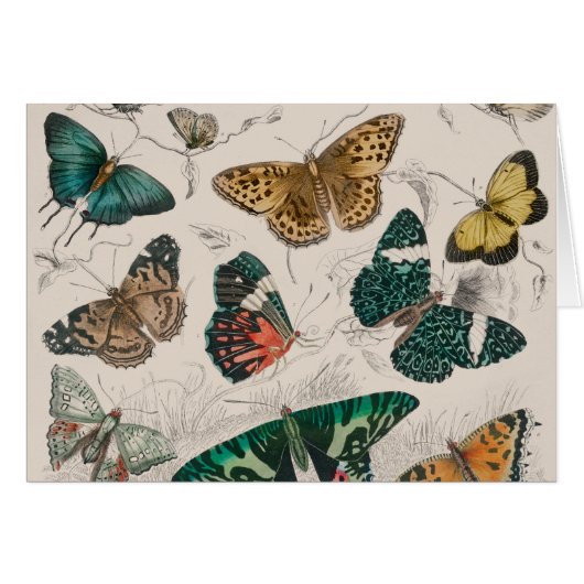 Butterfly Collection Antique Butterflies Cards (Front Horizontal)