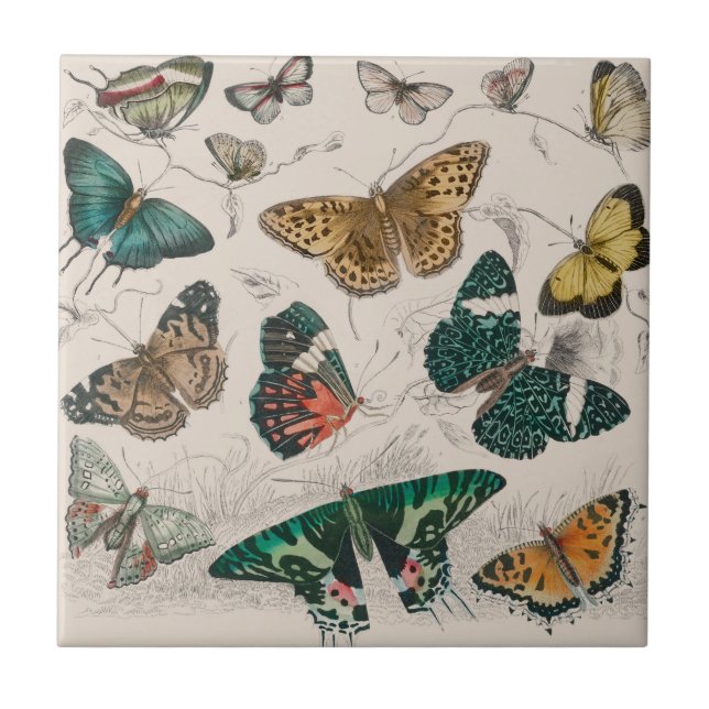 Butterfly Collection Antique Butterflies Ceramic Tile (Front)
