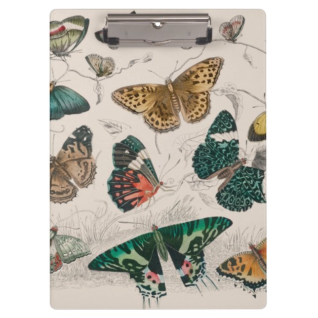 Butterfly Collection Antique Butterflies Clipboard (Front)