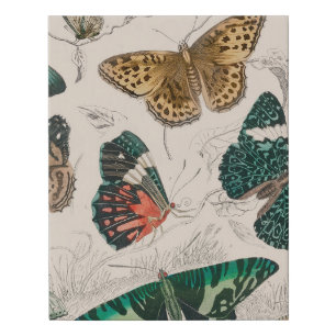 Butterfly Collection Antique Butterflies Faux Canvas Print
