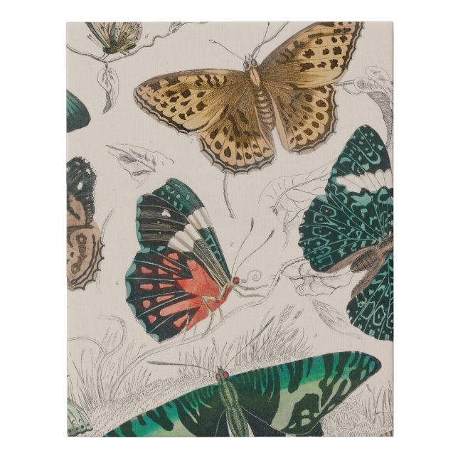 Butterfly Collection Antique Butterflies Faux Canvas Print (Front)