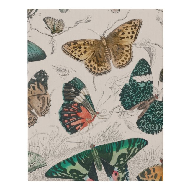 Butterfly Collection Antique Butterflies Faux Canvas Print (Front)