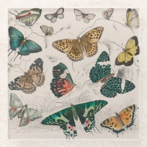 Butterfly Collection Antique Butterflies Glass Coaster