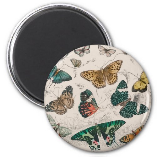 Butterfly Collection Antique Butterflies Magnet
