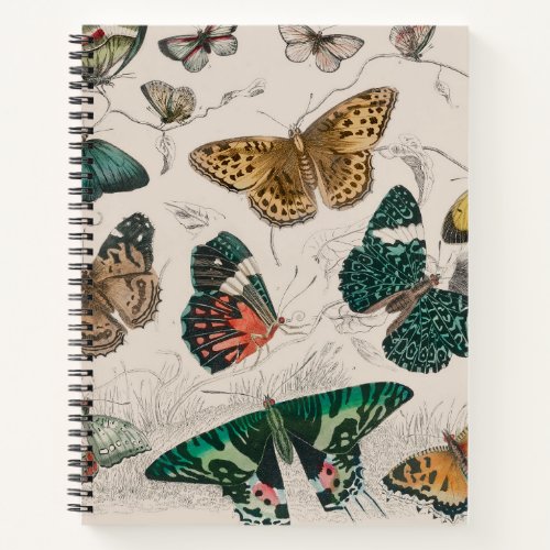Butterfly Collection Antique Butterflies Notebook