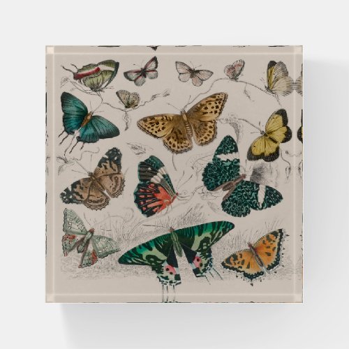 Butterfly Collection Antique Butterflies Paperweight