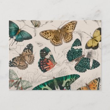 Butterfly Collection Antique Butterflies Postcard by antiqueart at Zazzle