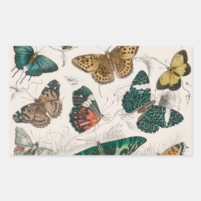 Butterfly Collection Antique Butterflies Rectangular Sticker (Front)