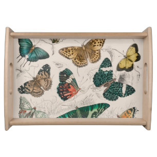 Butterfly Collection Antique Butterflies Serving Tray