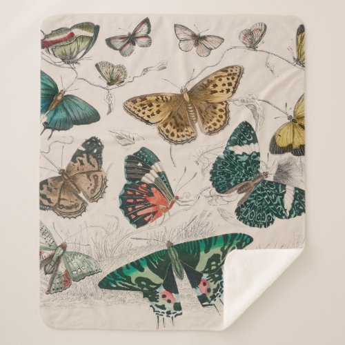 Butterfly Collection Antique Butterflies Sherpa Blanket