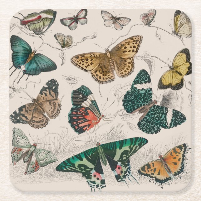 Butterfly Collection Antique Butterflies Square Paper Coaster (Front)
