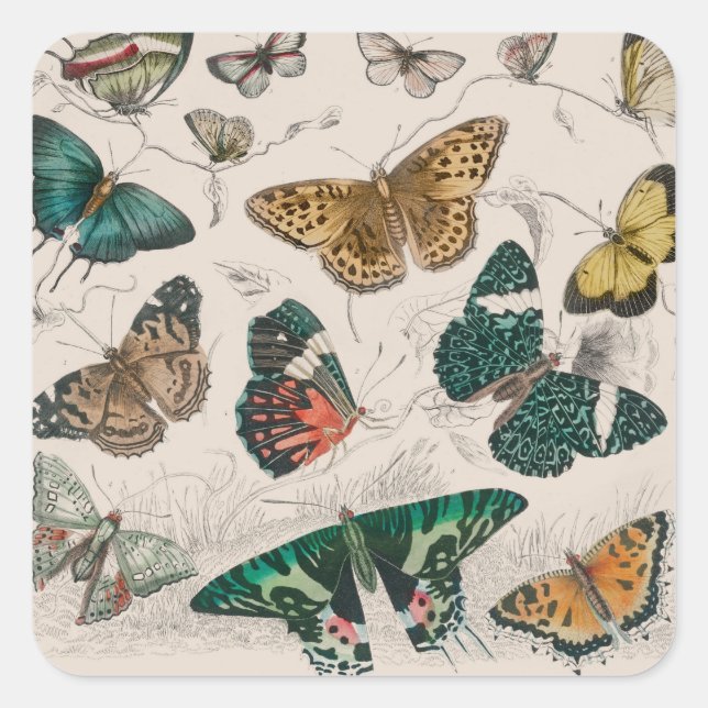 Butterfly Collection Antique Butterflies Square Sticker (Front)