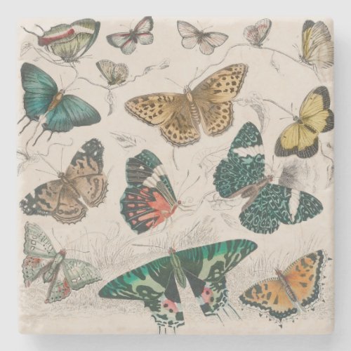 Butterfly Collection Antique Butterflies Stone Coaster