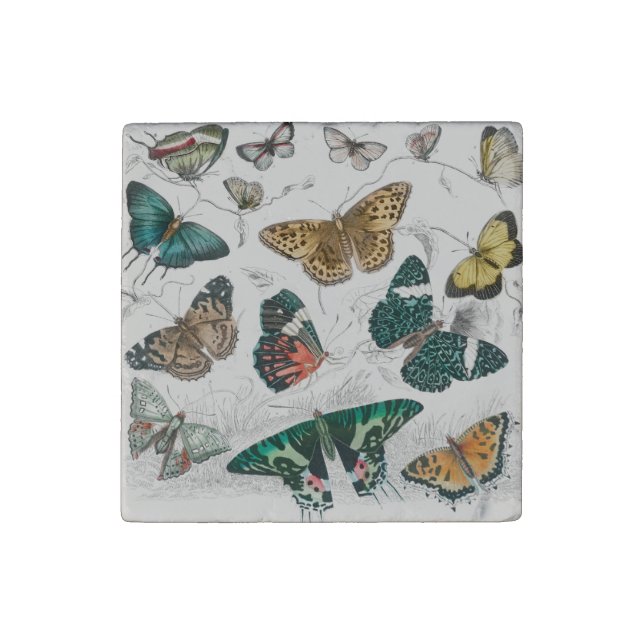 Butterfly Collection Antique Butterflies Stone Magnet (Fourth Magnet)
