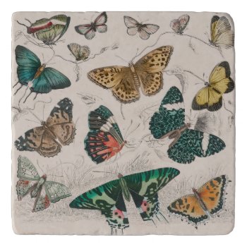Butterfly Collection Antique Butterflies Trivet by antiqueart at Zazzle