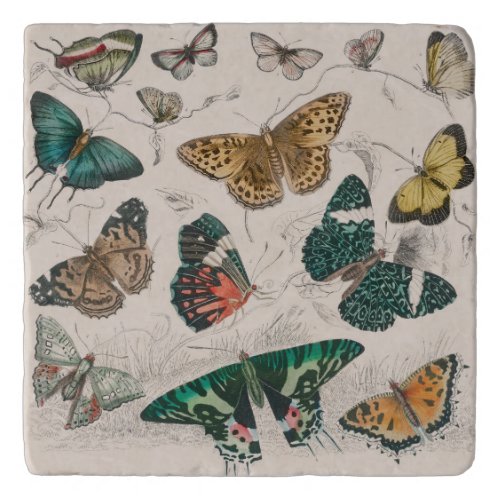 Butterfly Collection Antique Butterflies Trivet