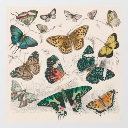 Butterfly Collection Antique Butterflies Window Cling