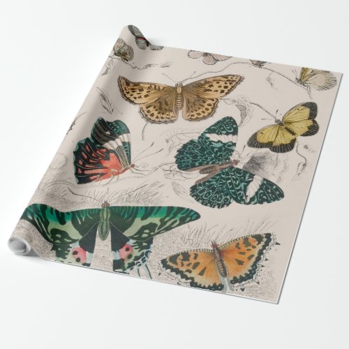 Butterfly Collection Antique Butterflies Wrapping Paper