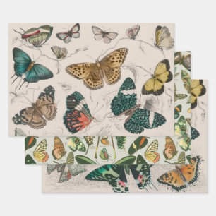 Butterfly Collection Antique Butterflies Wrapping Paper Sheets