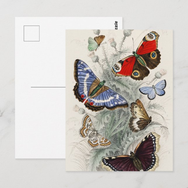 Butterfly Collection Antique Colorful Butterflies Postcard (Front/Back)