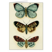 Butterfly Collection by Chariklia Zarris (Front)