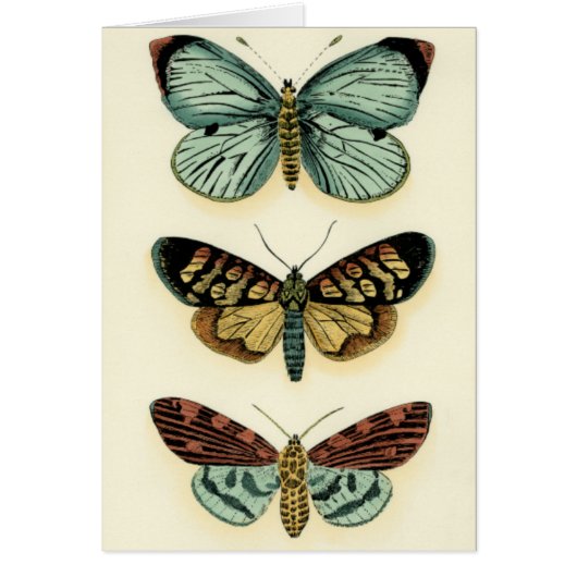 Butterfly Collection by Chariklia Zarris Cards (Front)