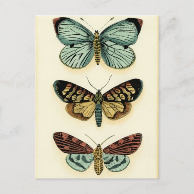 Butterfly Collection by Chariklia Zarris Postcard (Front)