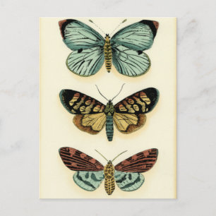 Butterfly Collection by Chariklia Zarris Postcard