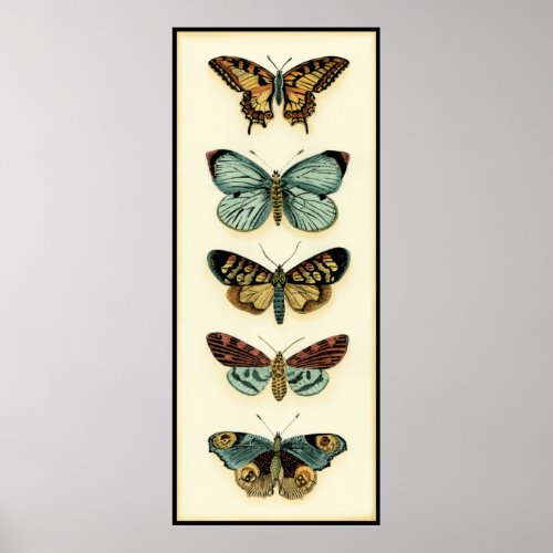 Butterfly Collection by Chariklia Zarris Poster