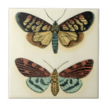 Butterfly Collection by Chariklia Zarris Tile