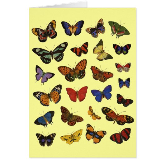 Butterfly Collection Cards (Front)