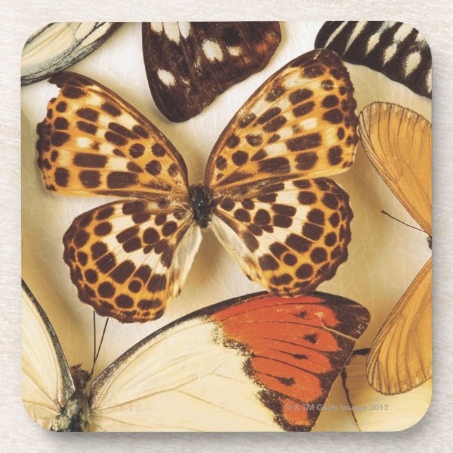 Butterfly collection drink coaster (Front)