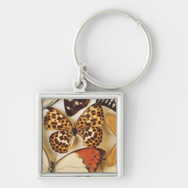 Butterfly collection keychain (Front)
