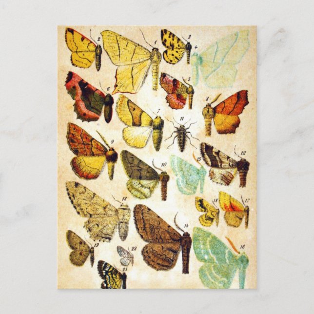 Butterfly Collection Postcard (Front)
