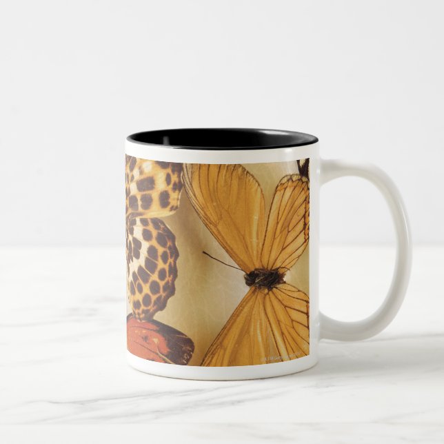 Butterfly collection Two-Tone coffee mug (Right)