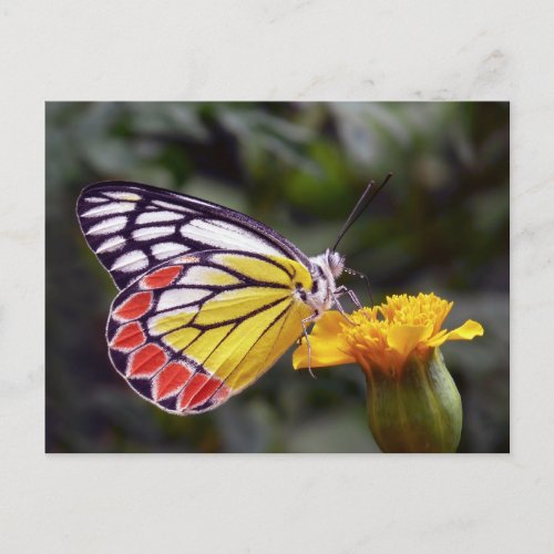 Butterfly Common Jezebel macro photo Postcard