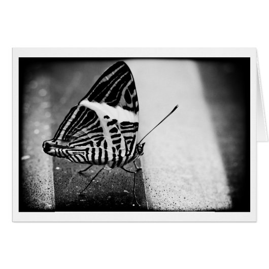 butterfly crossing cards (Front Horizontal)
