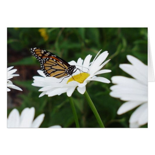 Butterfly Daisy Cards (Front Horizontal)