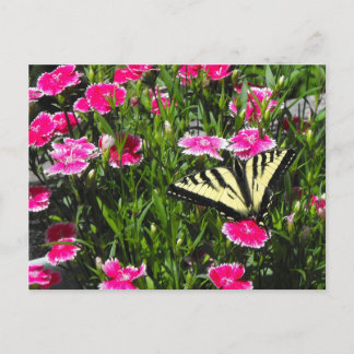 Butterfly Delivery Postcard