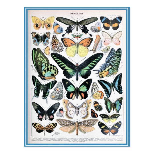 Butterfly dictionary illustration postcard
