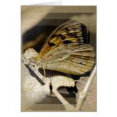 Butterfly dreaming (Front)