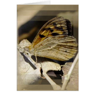 Butterfly dreaming cards