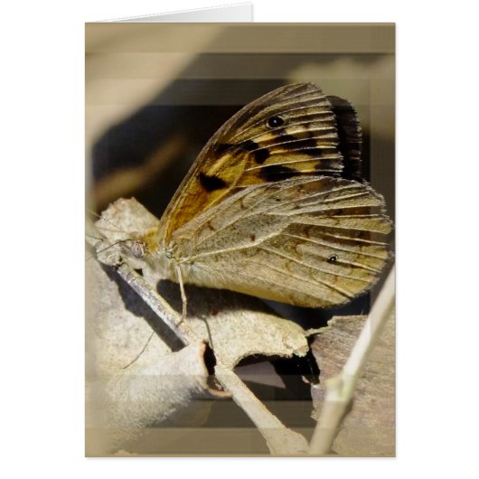 Butterfly dreaming cards (Front)