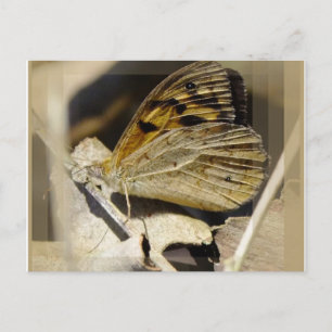 Butterfly dreaming postcard