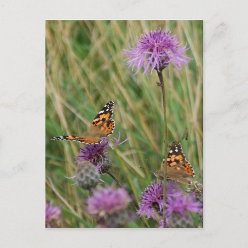 Butterfly Dreams Postcard