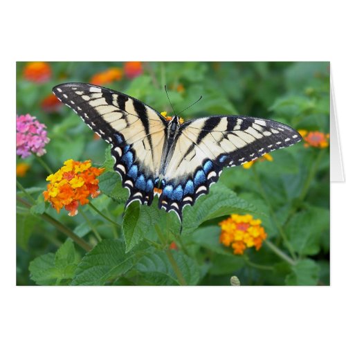 Butterfly - Eastern Tiger Swallowtail